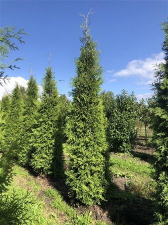 Thuja occ. 'Brabant' 350-400 cm draadkluit - afbeelding 5