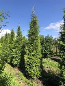 Thuja occ. 'Brabant' 350-400 cm draadkluit - afbeelding 5