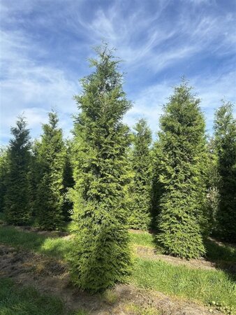 Thuja occ. 'Brabant' 400-450 cm draadkluit - afbeelding 3