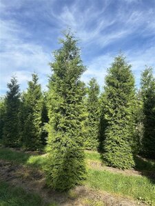 Thuja occ. 'Brabant' 400-450 cm draadkluit - afbeelding 3