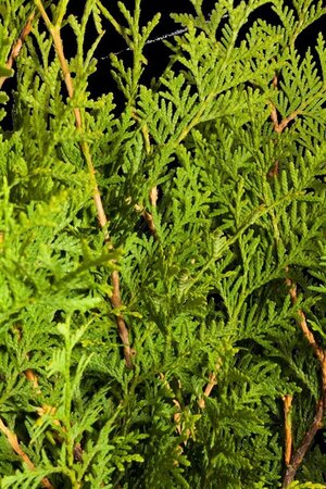 Thuja occ. 'Brabant' 400-450 cm draadkluit - afbeelding 1