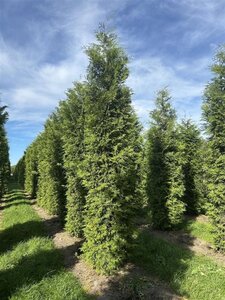 Thuja occ. 'Brabant' 400-450 cm draadkluit - afbeelding 4