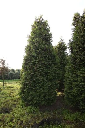 Thuja occ. 'Brabant' 450-500 cm draadkluit - afbeelding 5