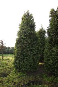 Thuja occ. 'Brabant' 450-500 cm draadkluit - afbeelding 5
