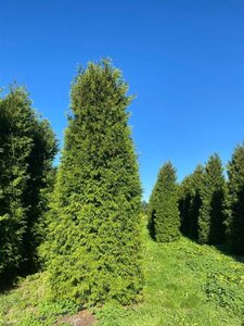 Thuja occ. 'Brabant' 450-500 cm draadkluit - afbeelding 3