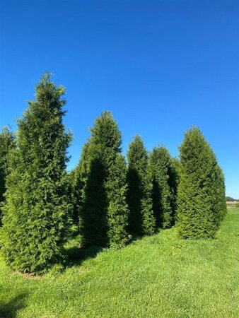 Thuja occ. 'Brabant' 450-500 cm draadkluit - afbeelding 4