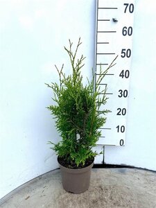 Thuja occ. 'Brabant' 60-80 cm cont. 3,0L - afbeelding 4