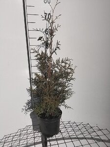 Thuja occ. 'Brabant' 60-80 cm cont. 3,0L - afbeelding 4