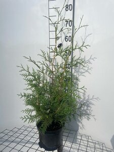 Thuja occ. 'Brabant' 60-80 cm cont. 3,0L - afbeelding 5