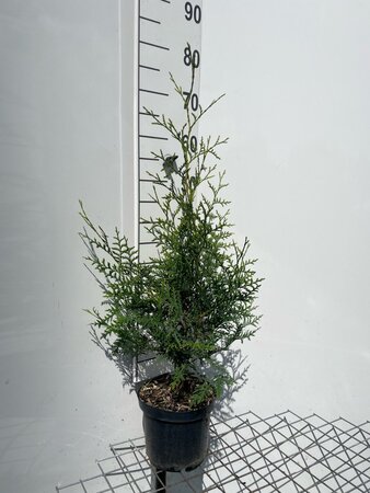 Thuja occ. 'Brabant' 60-80 cm cont. 3,0L - afbeelding 4