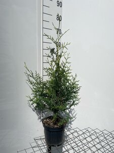 Thuja occ. 'Brabant' 60-80 cm cont. 3,0L - afbeelding 4