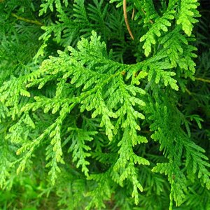 Thuja occ. 'Brabant' 60-80 cm cont. 5,0L - afbeelding 4