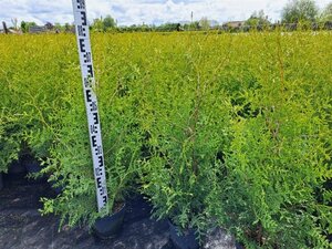 Thuja occ. 'Brabant' 80-100 cm cont. 3,0L