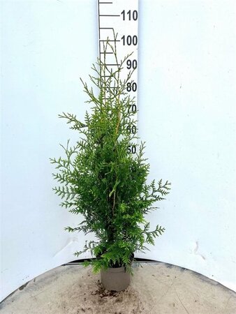 Thuja occ. 'Brabant' 80-100 cm cont. 3,0L