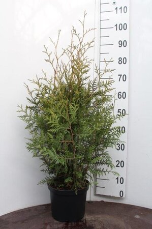 Thuja occ. 'Brabant' 80-100 cm cont. 5,0L - afbeelding 4