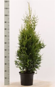Thuja occ. 'Brabant' 80-100 cm cont. 5,0L - afbeelding 6