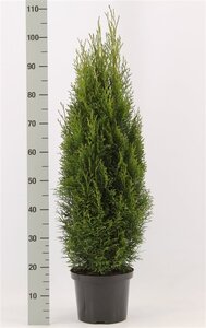 Thuja occ. 'Brabant' 80-100 cm cont. 5,0L - afbeelding 7