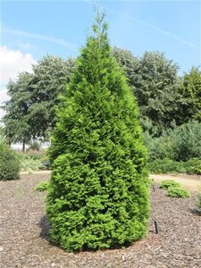 Thuja occ. 'Brabant' geen maat specificatie 0,55L/P9cm - afbeelding 3