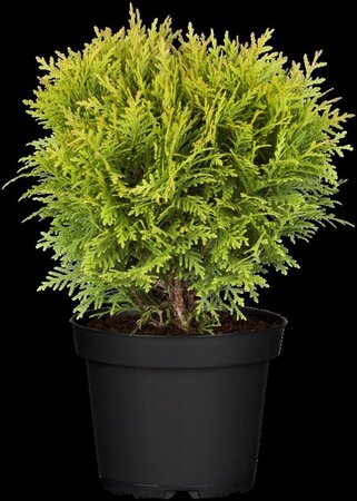 Thuja occ. 'Danica' 15-20 cm cont. 2,0L - afbeelding 1