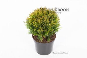 Thuja occ. 'Danica' 15-20 cm cont. 2,0L - afbeelding 5