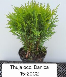 Thuja occ. 'Danica' 15-20 cm cont. 2,0L - afbeelding 4