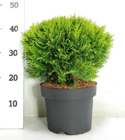 Thuja occ. 'Danica' 25-30 cm cont. 5,0L - afbeelding 6