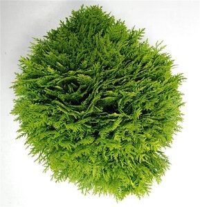 Thuja occ. 'Danica' 25-30 cm cont. 5,0L - afbeelding 7