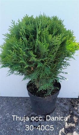 Thuja occ. 'Danica' 30-40 cm cont. 5,0L - afbeelding 4