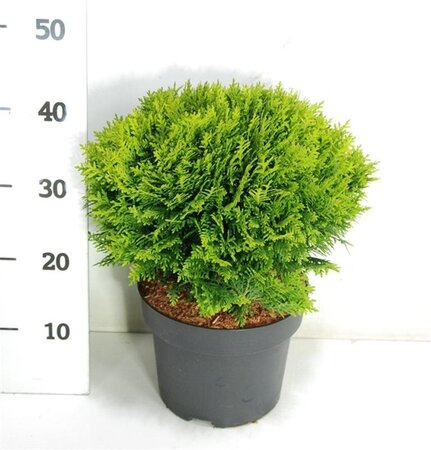 Thuja occ. 'Danica' 30-40 cm cont. 5,0L - afbeelding 5