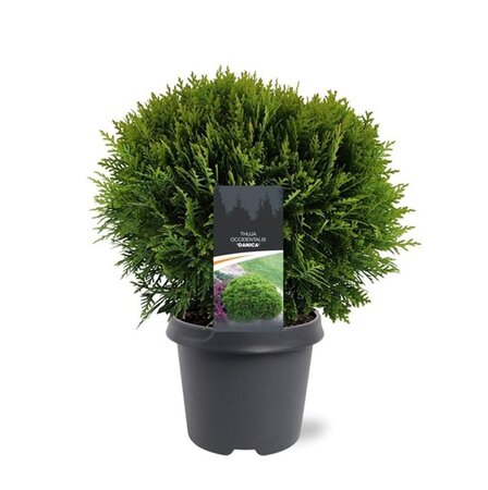 Thuja occ. 'Danica' 30-40 cm cont. 5,0L - afbeelding 5