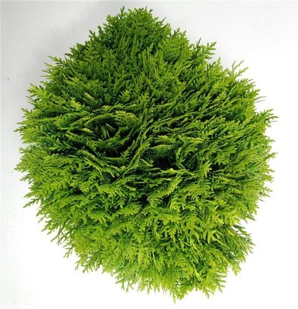 Thuja occ. 'Danica' 30-40 cm cont. 5,0L - afbeelding 7