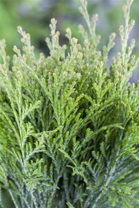 Thuja occ. 'Danica' 40-50 cm cont. 7,5L - afbeelding 2