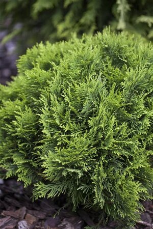 Thuja occ. 'Danica' 40-50 cm cont. 7,5L - afbeelding 3