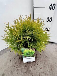 Thuja occ. 'Golden Globe' 20-30 cm cont. 3,0L