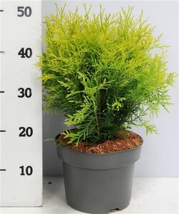 Thuja occ. 'Golden Globe' 30-40 cm cont. 5,0L - afbeelding 3