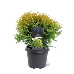 Thuja occ. 'Golden Globe' 30-40 cm cont. 5,0L - afbeelding 1