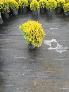 Thuja occ. 'Golden Globe' 30-40 cm cont. 5,0L