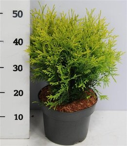 Thuja occ. 'Golden Globe' 30-40 cm cont. 5,0L - afbeelding 4