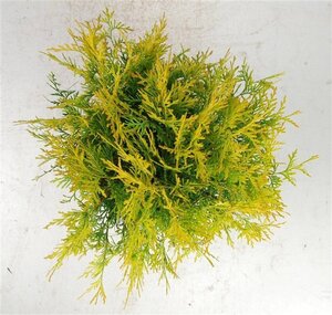 Thuja occ. 'Golden Globe' 30-40 cm cont. 5,0L - afbeelding 5