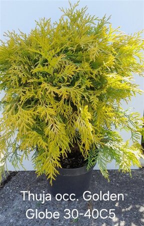 Thuja occ. 'Golden Globe' 30-40 cm cont. 5,0L - afbeelding 2