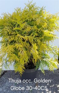 Thuja occ. 'Golden Globe' 30-40 cm cont. 5,0L