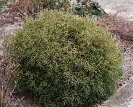 Thuja occ. 'Mr Bowling Ball' 20-25 cm cont. 2,0L - afbeelding 1
