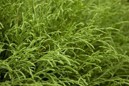 Thuja occ. 'Mr Bowling Ball' 20-25 cm cont. 2,0L - afbeelding 2