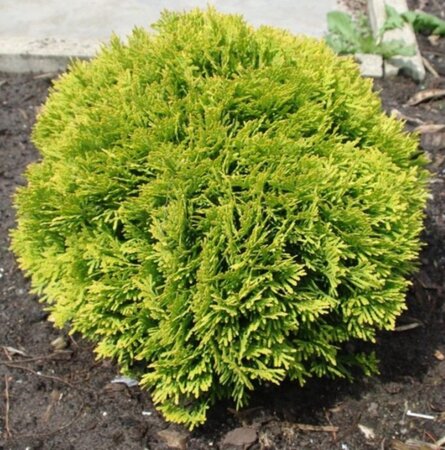 Thuja occ. 'Mirjam' 20-25 cm cont. 2,0L - afbeelding 1