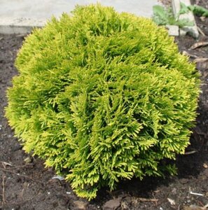 Thuja occ. 'Mirjam' 20-25 cm cont. 2,0L