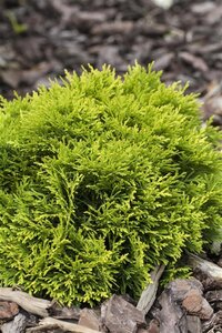 Thuja occ. 'Mirjam' 20-25 cm cont. 2,0L - afbeelding 2