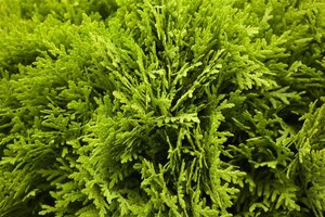 Thuja occ. 'Mirjam' 20-25 cm cont. 2,0L - afbeelding 3