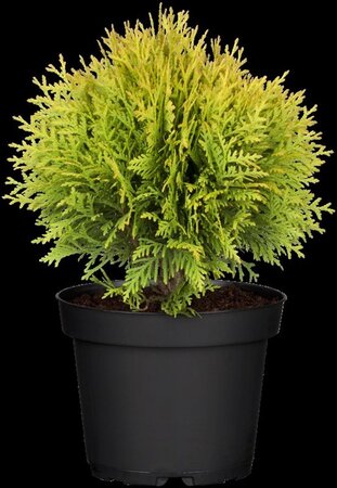 Thuja occ. 'Mirjam' 20-25 cm cont. 2,0L - afbeelding 4