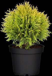 Thuja occ. 'Mirjam' 20-25 cm cont. 2,0L - afbeelding 4