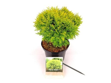 Thuja occ. 'Mirjam' 20-25 cm cont. 2,0L - afbeelding 5